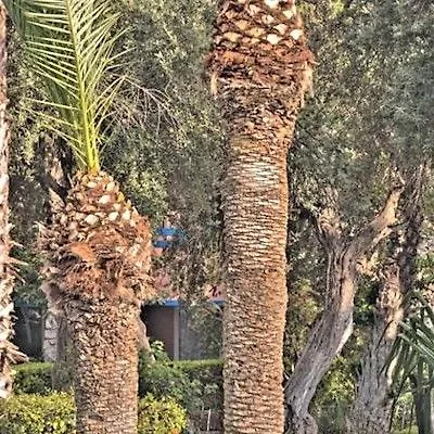מרקש Kennedy Hospitality Resort מלון